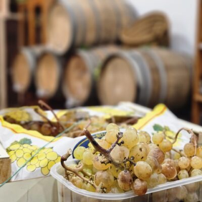 Bodega Teulada, planazo de cata de moscatel en la Marina Alta